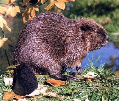 Beaver-Castor canadensis