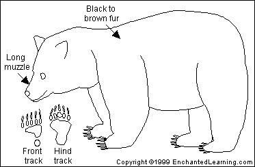 Black Bear Coloring Picture