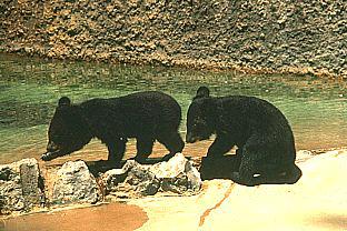 Black Bear Cubs photo