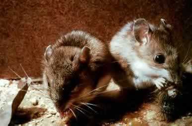 Two Mice Feeding