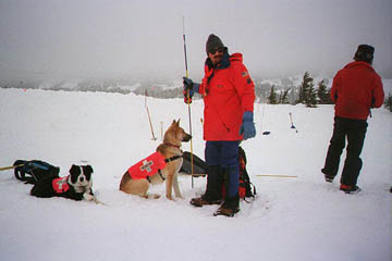 Training Rescue Dogs in Winter