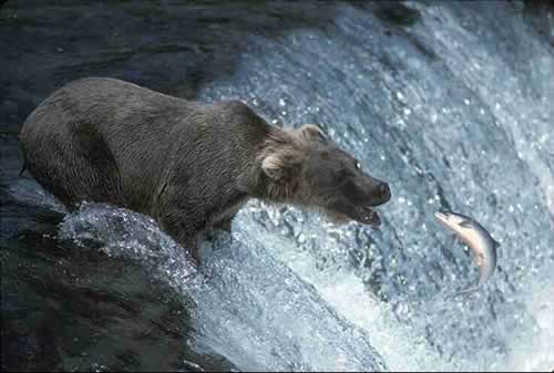Bear - Catching Fish