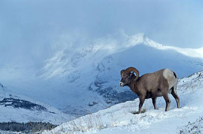Bighorn Mountain Sheep