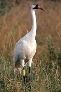 Whooping Crane - age 1 year