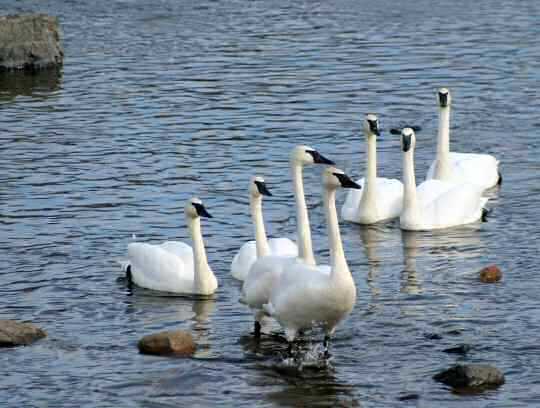 Wintering Trumpeters on the Mississippi River, Monticello, Minnesota. Photo by Greg Gerjets, Rice, Minnesota.